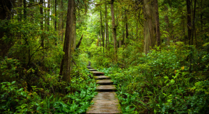 forest scenery with walkway