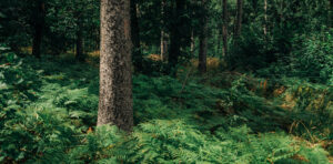 Pine tree trunks and ferns in summer forest