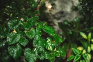 Green leaves of a healthy plant in focus