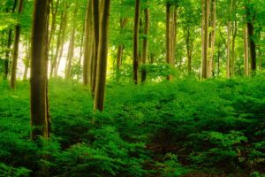 Colorful vivid green spring enchanted forest