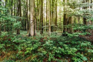 Beech trees in a forest